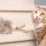 Macskaszőr eltávolítása ruháról és szövetről kefével